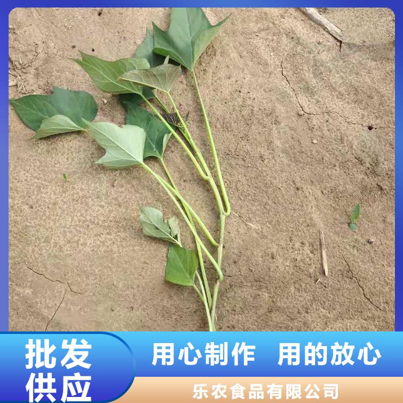 羽衣甘蓝粉视频-羽衣甘蓝粉|巢湖市|芜湖|淮南|安庆|阜阳|合肥|宣城
