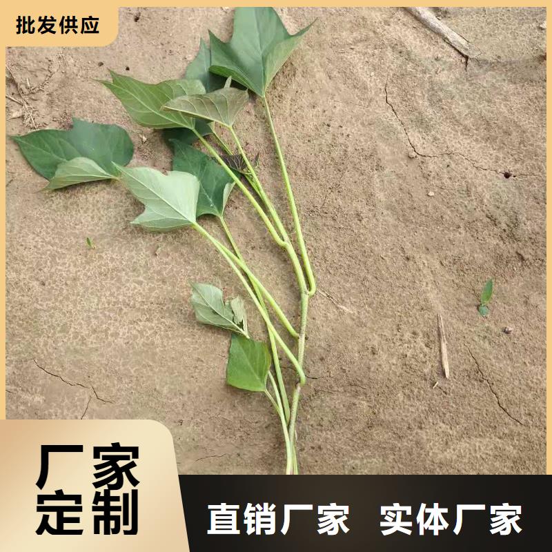 高产脱毒紫薯苗（凌紫品种）种植技术培训
