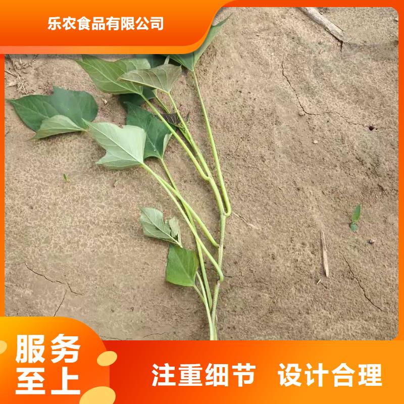 红甘薯苗（高剪苗）选择我们没错
