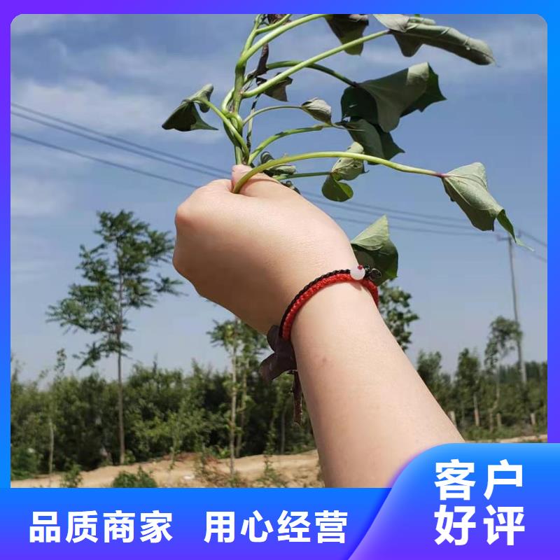 麦茬苗普薯32号(红薯苗)生产厂家