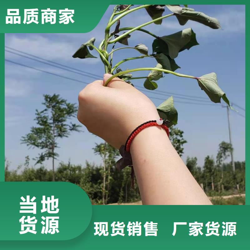 高产脱毒紫薯苗（凌紫品种）成活率高