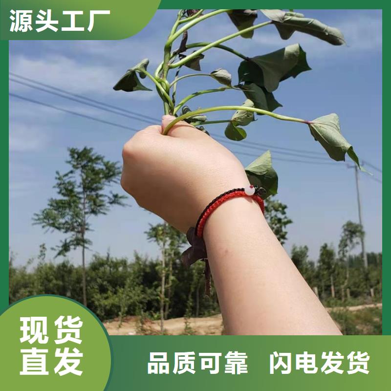 高产红薯苗批发厂家