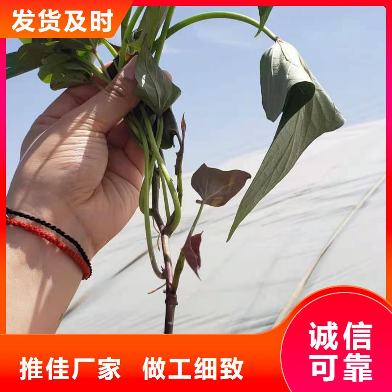高产红薯苗（预售中）图片