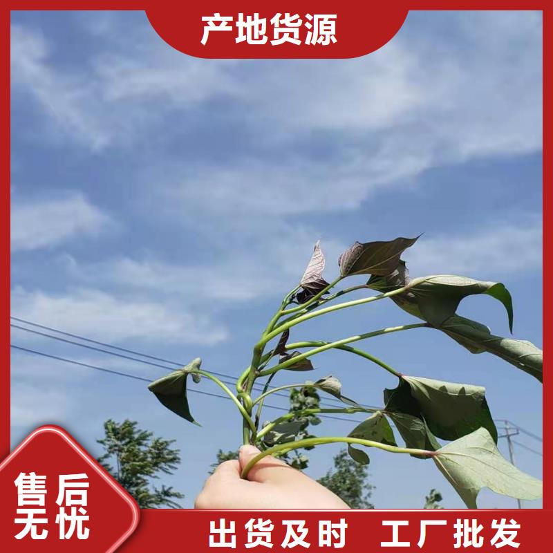 【 紫薯苗 南瓜粉厂家实力大】-乐农食品(巢湖市分公司)