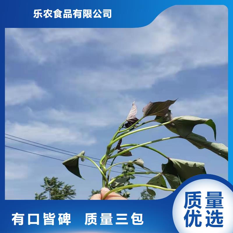 高产脱毒紫薯苗（凌紫品种）量大优惠