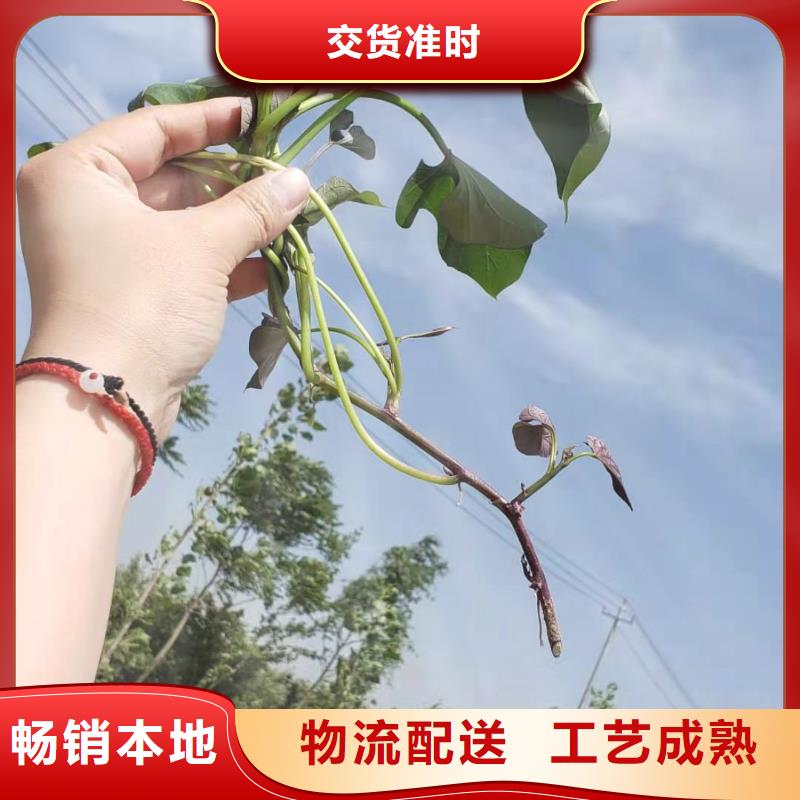 羽衣甘蓝粉视频-羽衣甘蓝粉|巢湖市|芜湖|淮南|安庆|阜阳|合肥|宣城