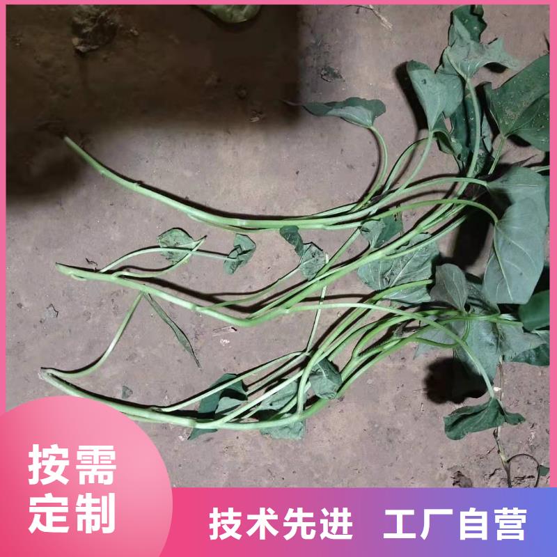 高产脱毒紫薯苗（凌紫品种）种植技术培训