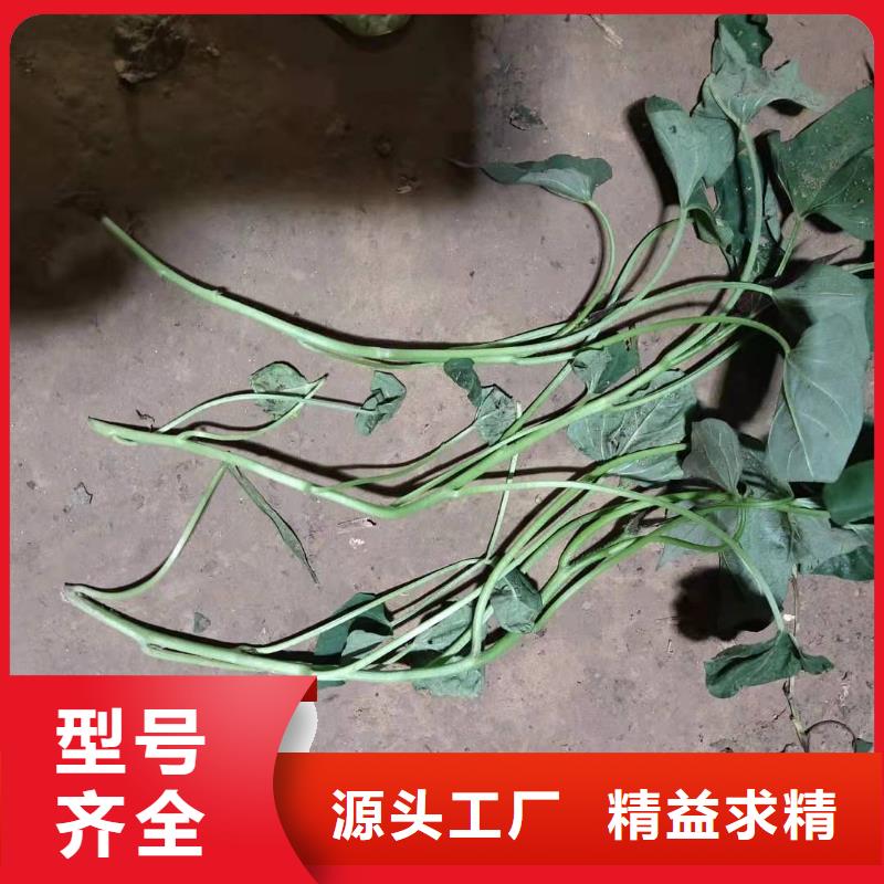 羽衣甘蓝粉视频-羽衣甘蓝粉|巢湖市|芜湖|淮南|安庆|阜阳|合肥|宣城