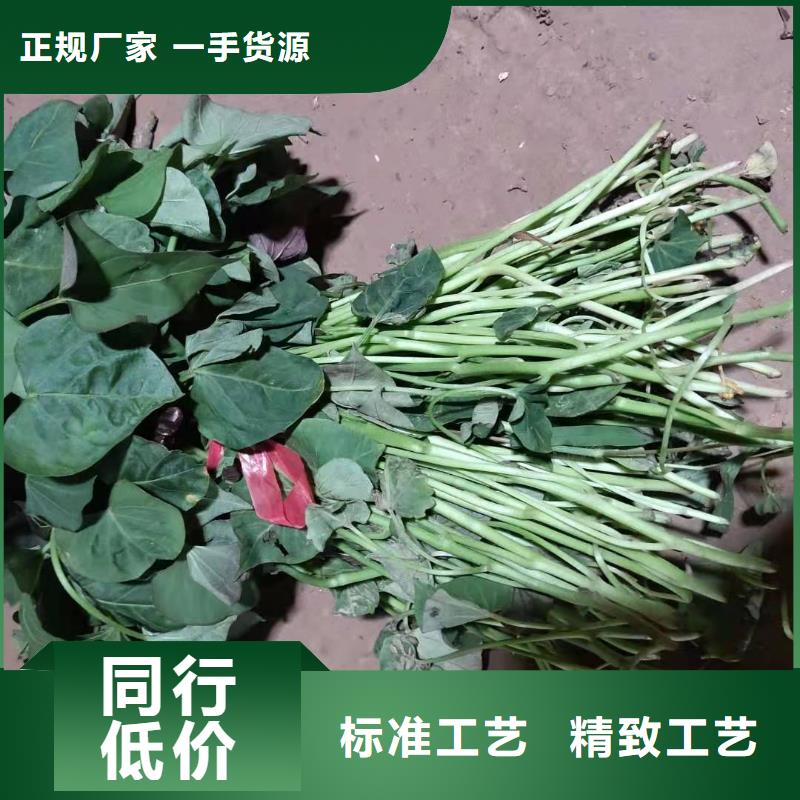高产脱毒紫薯苗（凌紫品种）种植技术培训