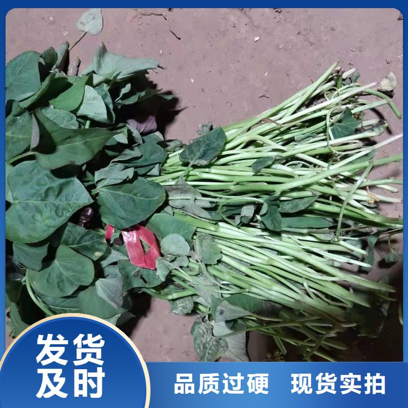 【紫薯苗】-紫薯粉厂家欢迎新老客户垂询