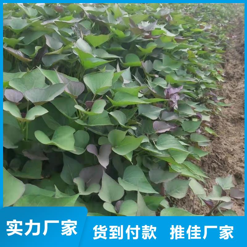 高产脱毒紫薯苗（凌紫品种）面向全国销售