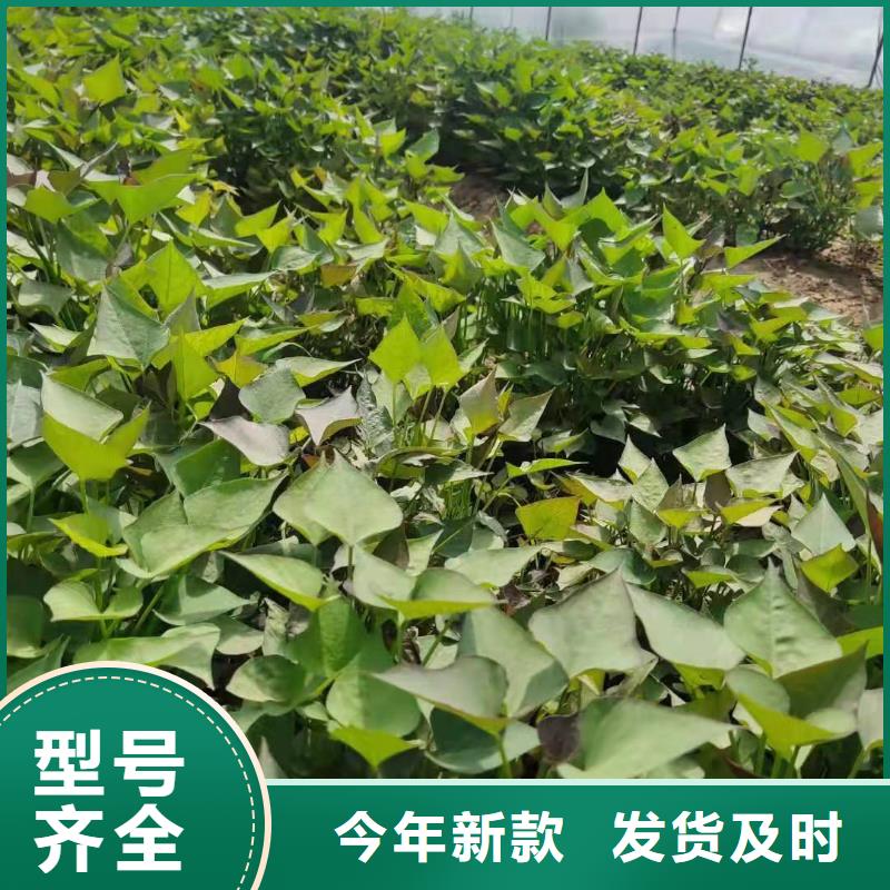 羽衣甘蓝粉视频-羽衣甘蓝粉|巢湖市|芜湖|淮南|安庆|阜阳|合肥|宣城