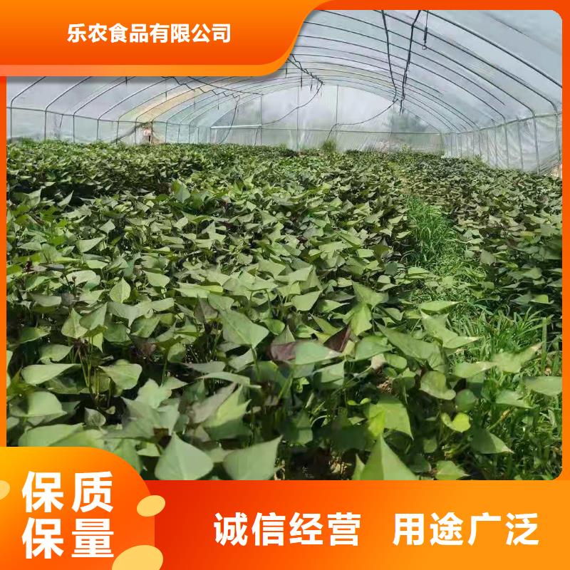 高产脱毒紫薯苗（凌紫品种）技术培训