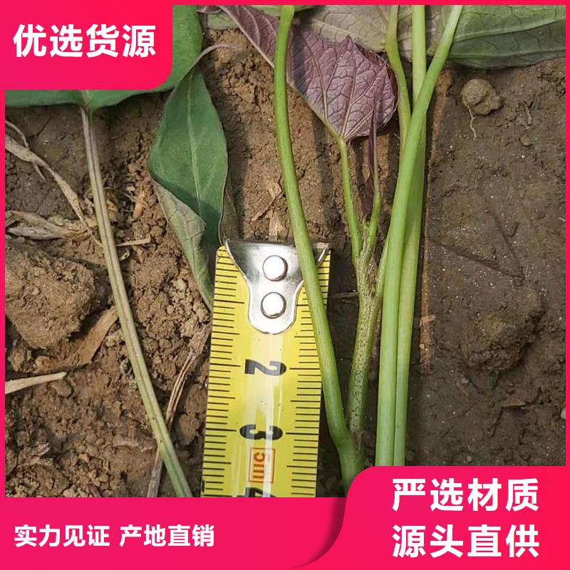 高产脱毒紫薯苗（凌紫品种）多年育苗经验