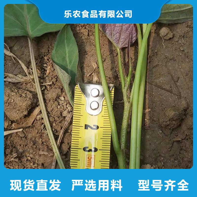 高剪红薯苗面向全国销售