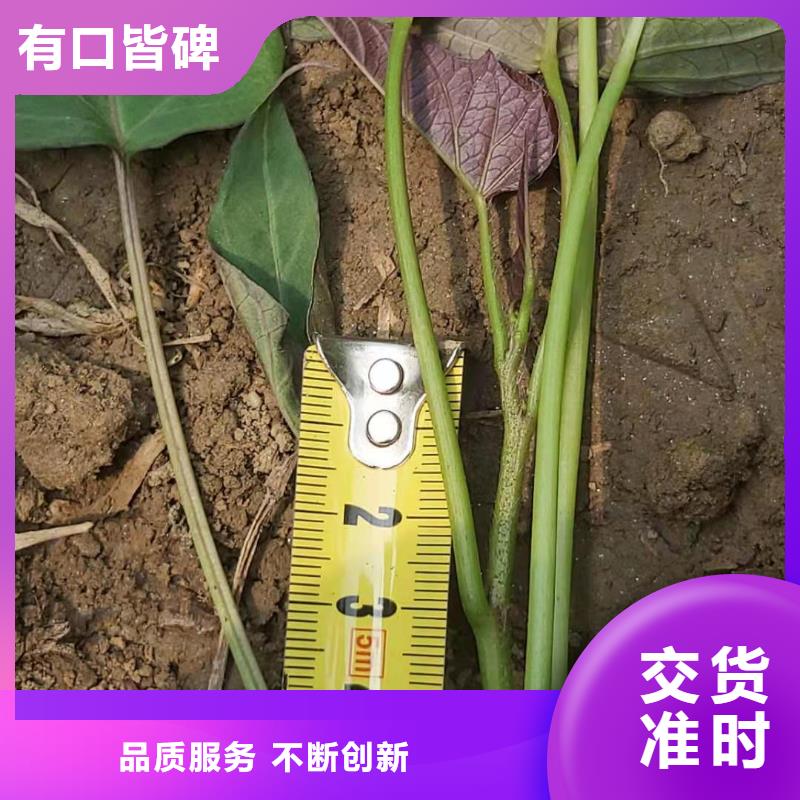 羽衣甘蓝粉视频-羽衣甘蓝粉|巢湖市|芜湖|淮南|安庆|阜阳|合肥|宣城
