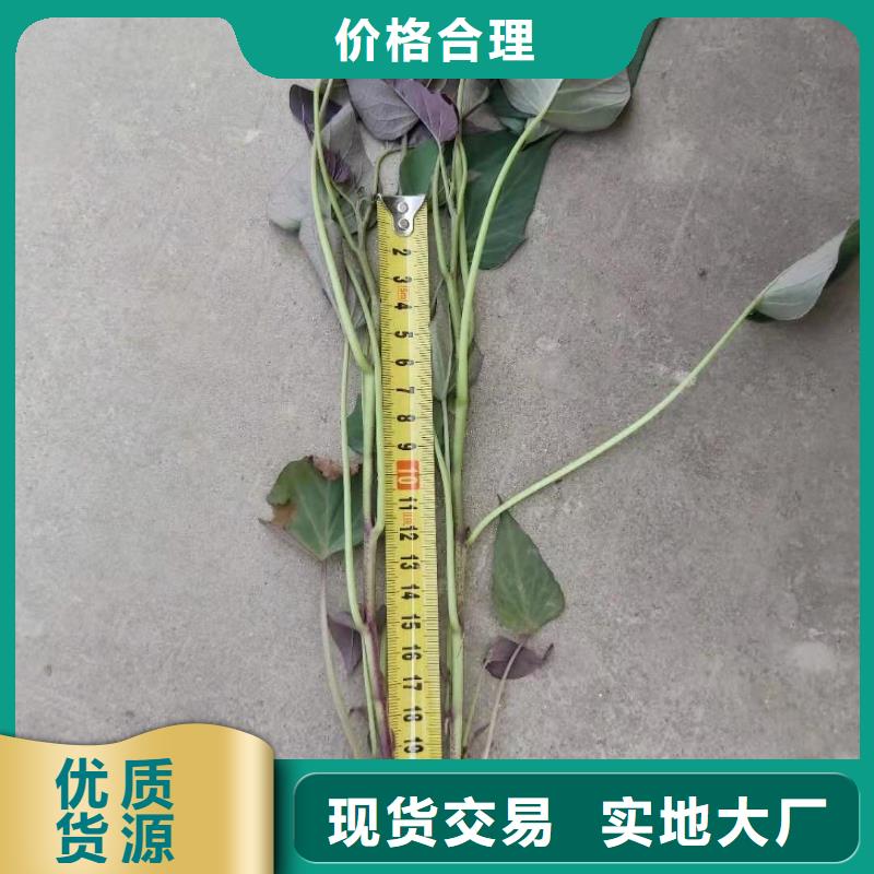 高产脱毒紫薯苗（凌紫品种）种植技术培训