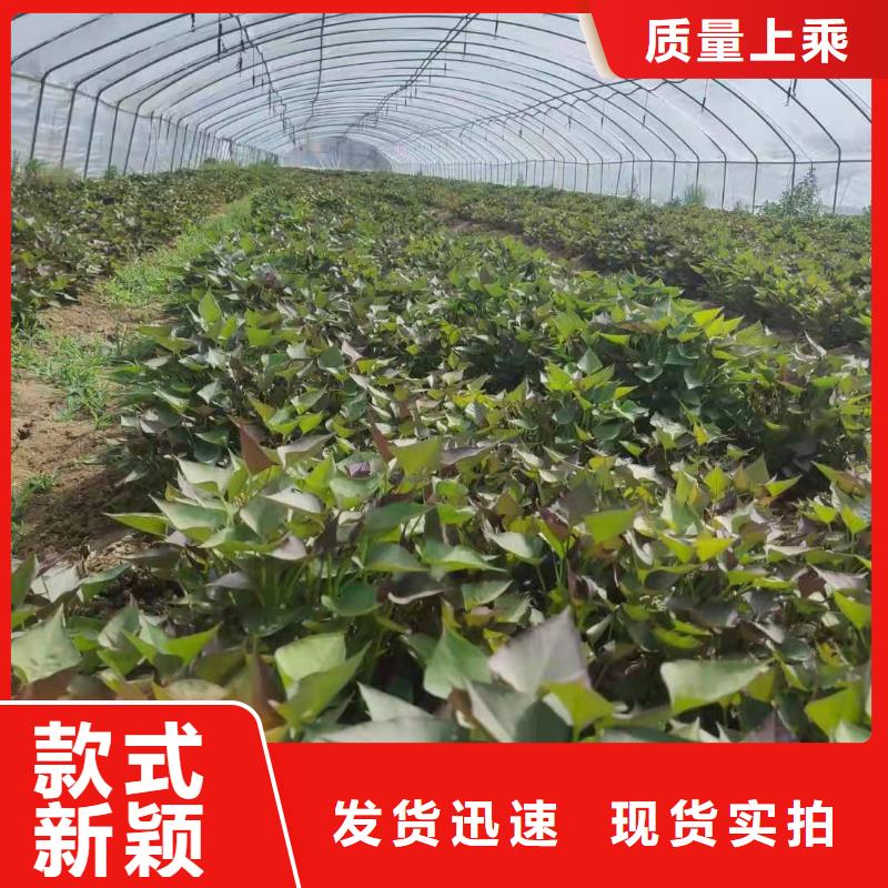 高产脱毒紫薯苗（凌紫品种）成活率高