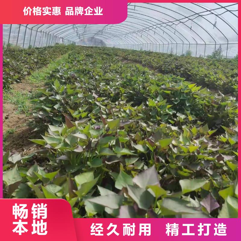 胡萝卜粉视频-呼伦贝尔|乌海|包头|呼和浩特|通辽胡萝卜粉质优价廉-乐农食品(鄂尔多斯市分公司)