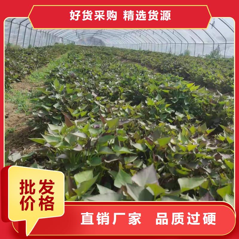 高产脱毒紫薯苗（凌紫品种）面向全国销售