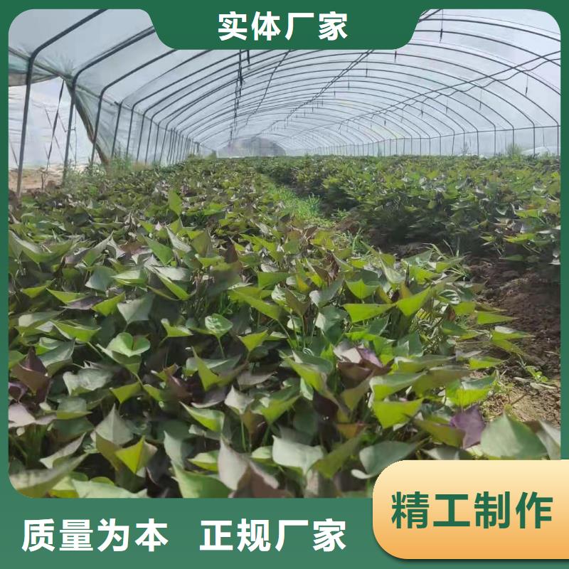 高产脱毒紫薯苗（凌紫品种）成活率高