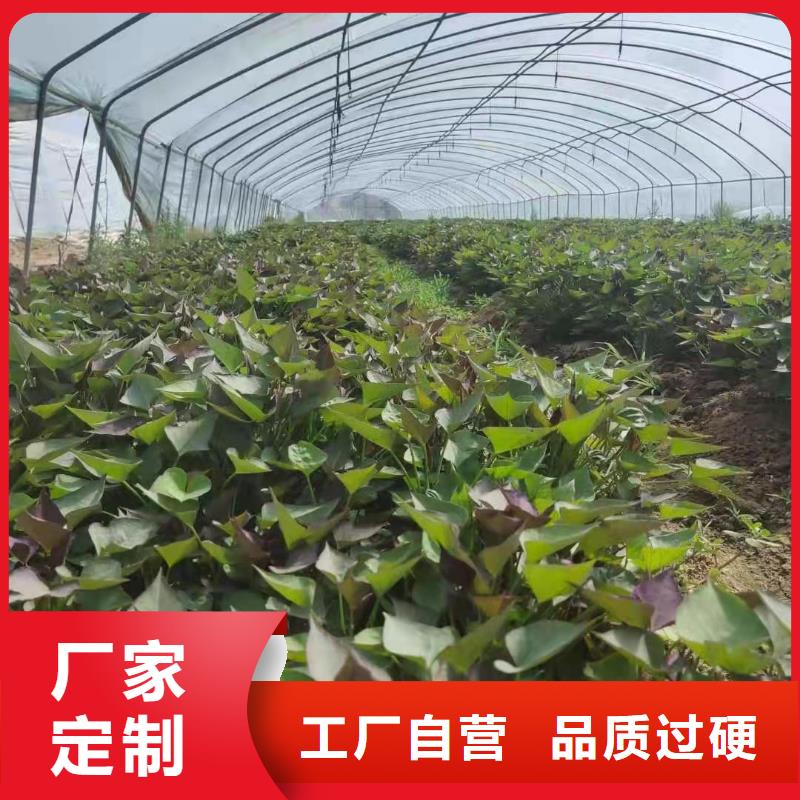 【 紫薯苗 南瓜粉厂家实力大】-乐农食品(巢湖市分公司)