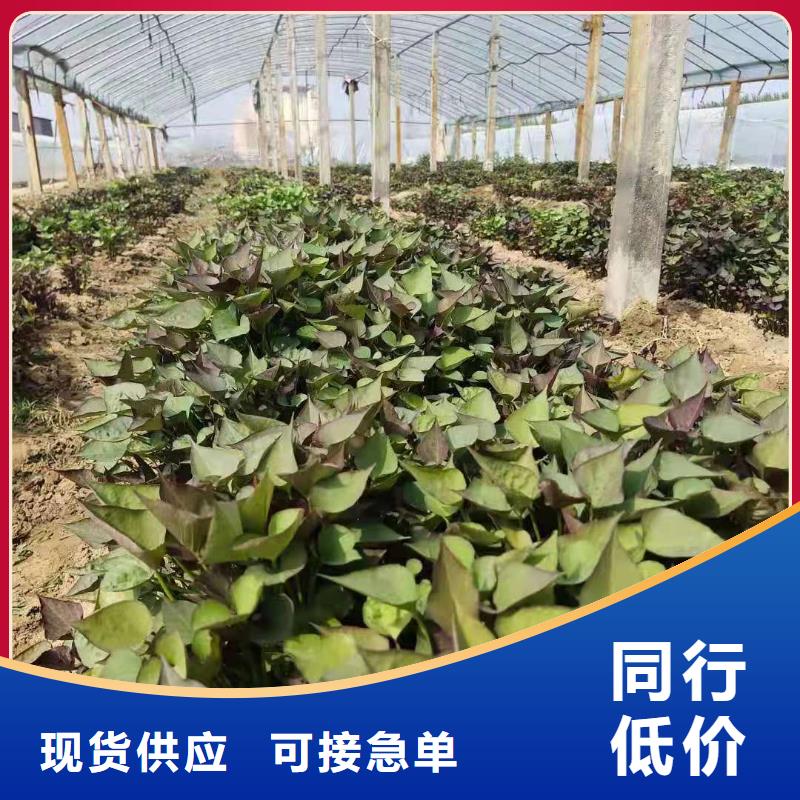 高产脱毒紫薯苗（凌紫品种）种植技术培训