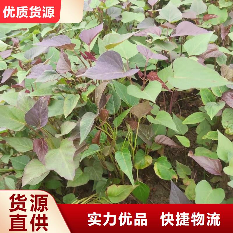 高产红薯苗批发厂家