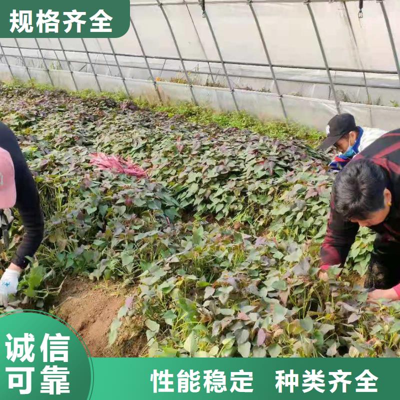 羽衣甘蓝粉视频-羽衣甘蓝粉_山西省晋城市市场覆盖阳城|高平|朔州|吕梁|临汾|太原|运城|阳泉等