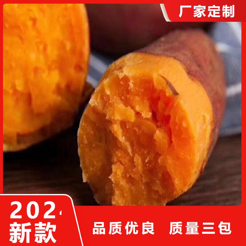 高产脱毒紫薯苗（凌紫品种）技术培训