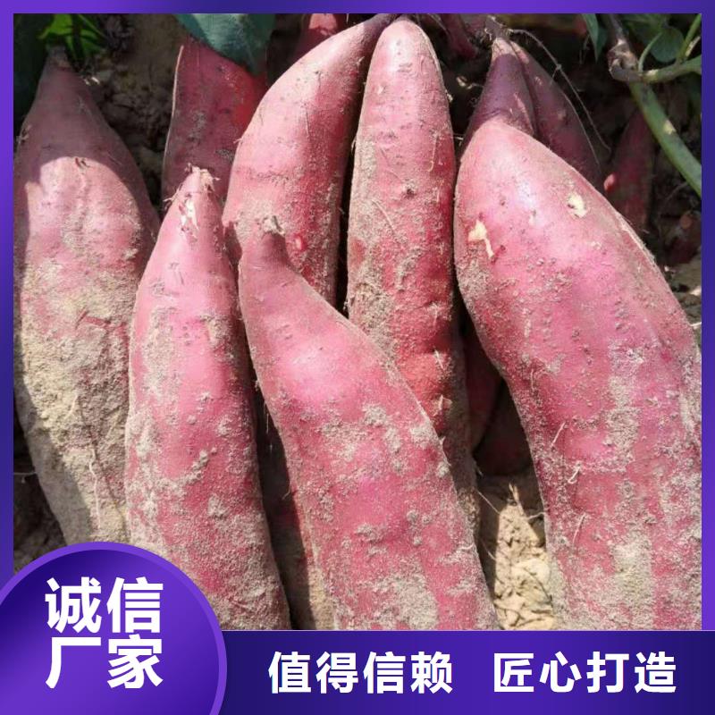 麦茬苗普薯32号（红薯苗）生产厂家