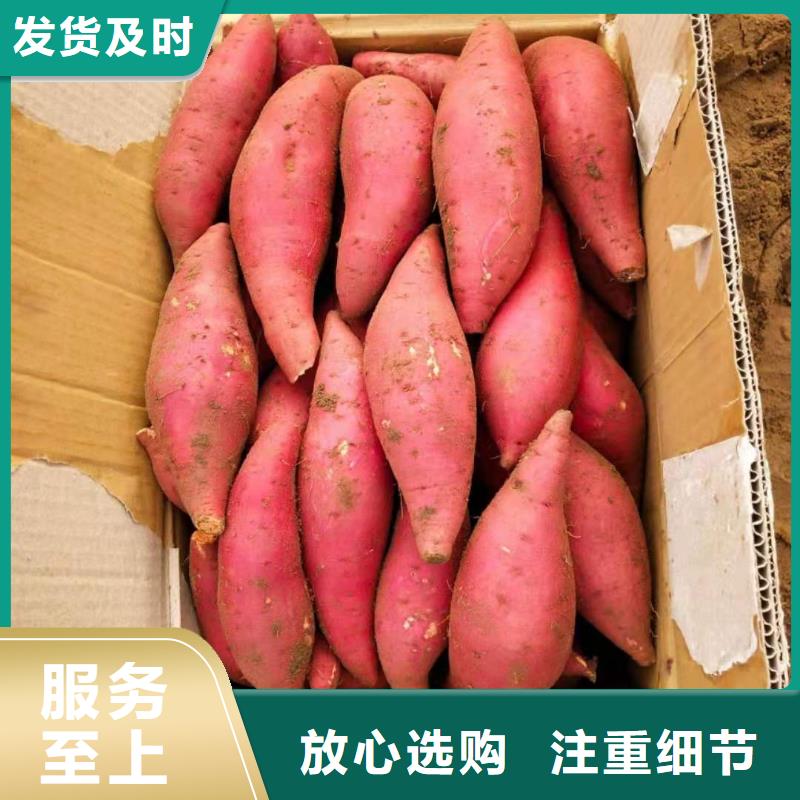 高产脱毒紫薯苗（凌紫品种）多年育苗经验