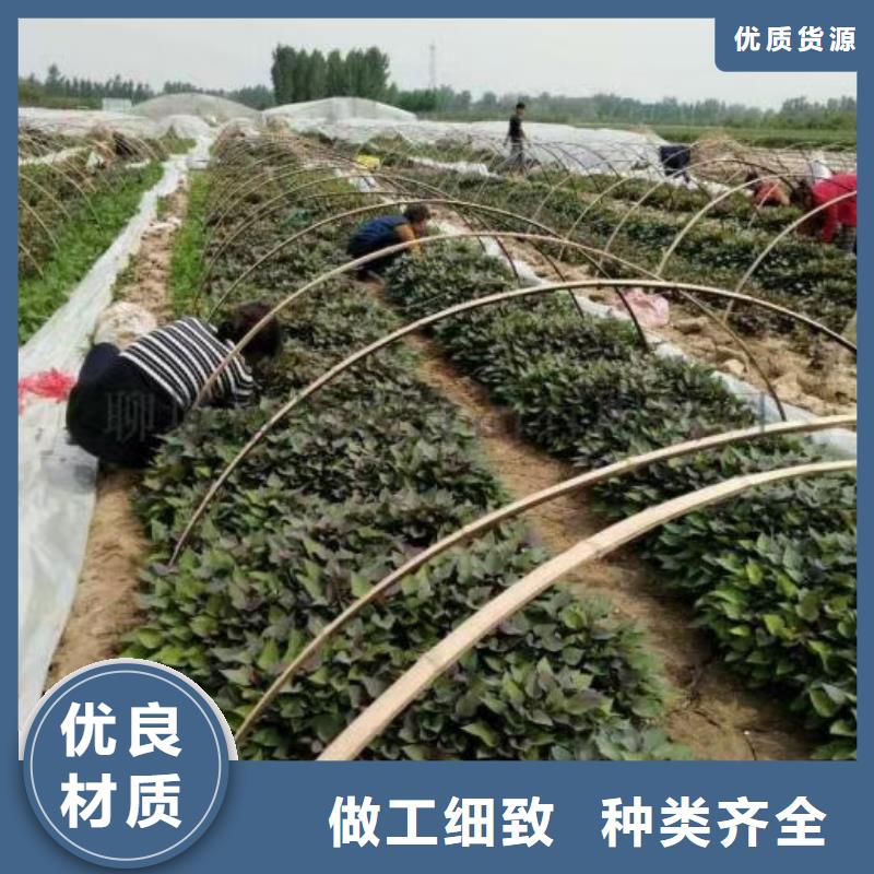 麦茬苗普薯32号（红薯苗）生产厂家