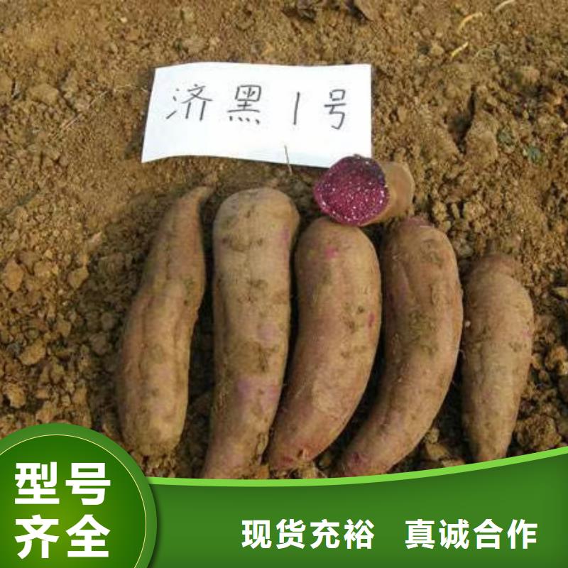 胡萝卜粉视频-呼伦贝尔|乌海|包头|呼和浩特|通辽胡萝卜粉质优价廉-乐农食品(鄂尔多斯市分公司)
