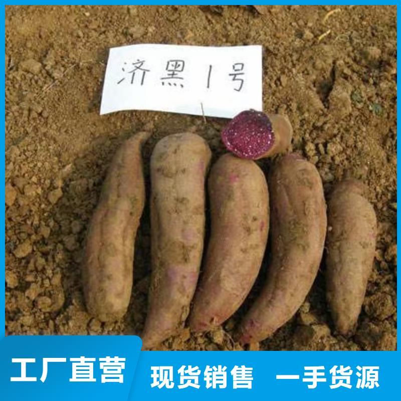 高产红薯苗（预售中）致电详询
