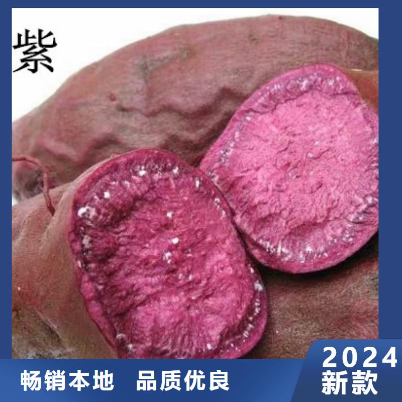高产脱毒紫薯苗（凌紫品种）面向全国销售