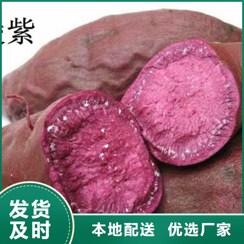 麦茬苗普薯32号（红薯苗）生产厂家