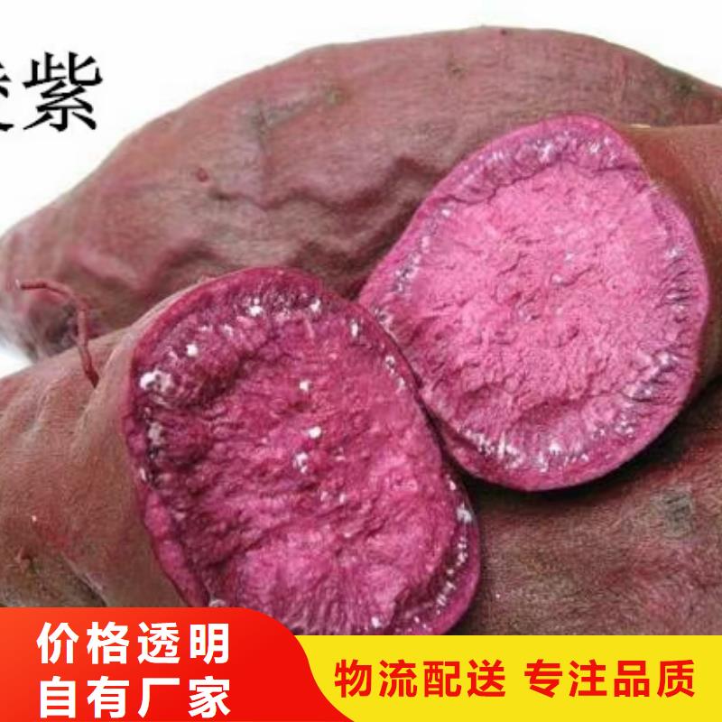 【紫薯苗羽衣甘蓝粉产品优势特点】