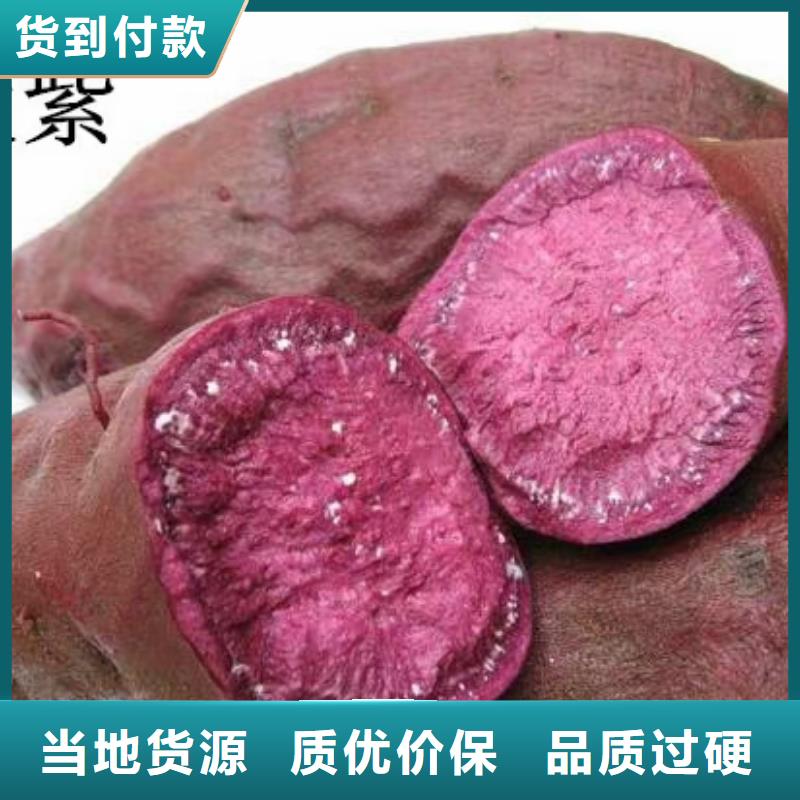 高产脱毒紫薯苗（凌紫品种）面向全国销售