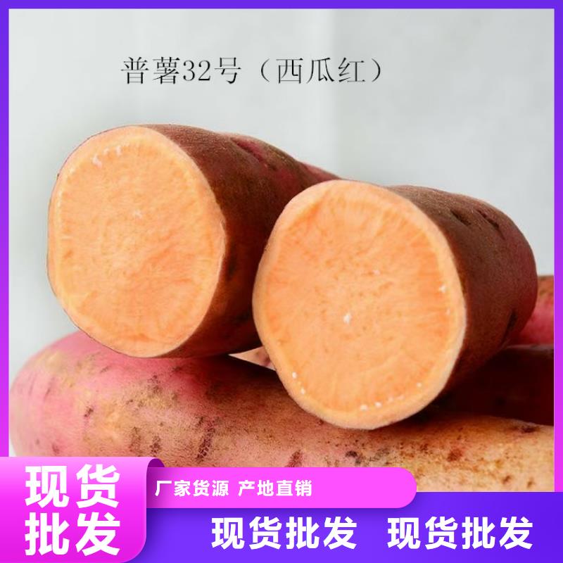 高产脱毒紫薯苗（凌紫品种）技术培训