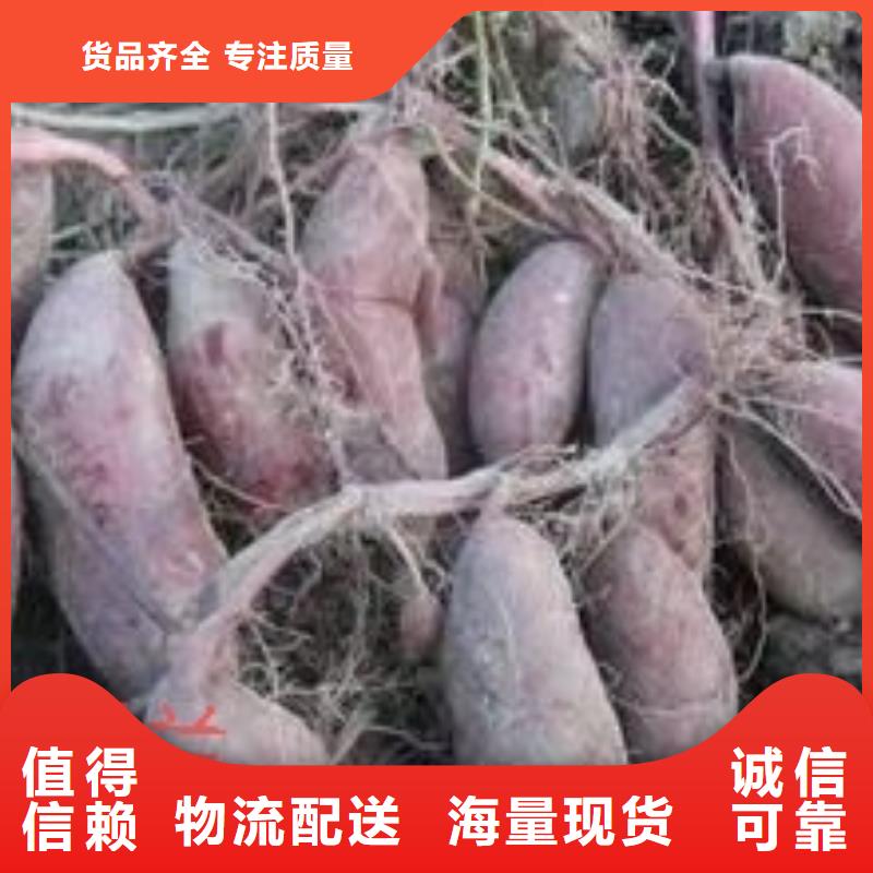 红甘薯苗（高剪苗）选择我们没错