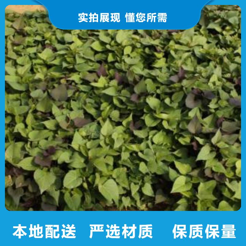 麦茬苗普薯32号（红薯苗）生产厂家