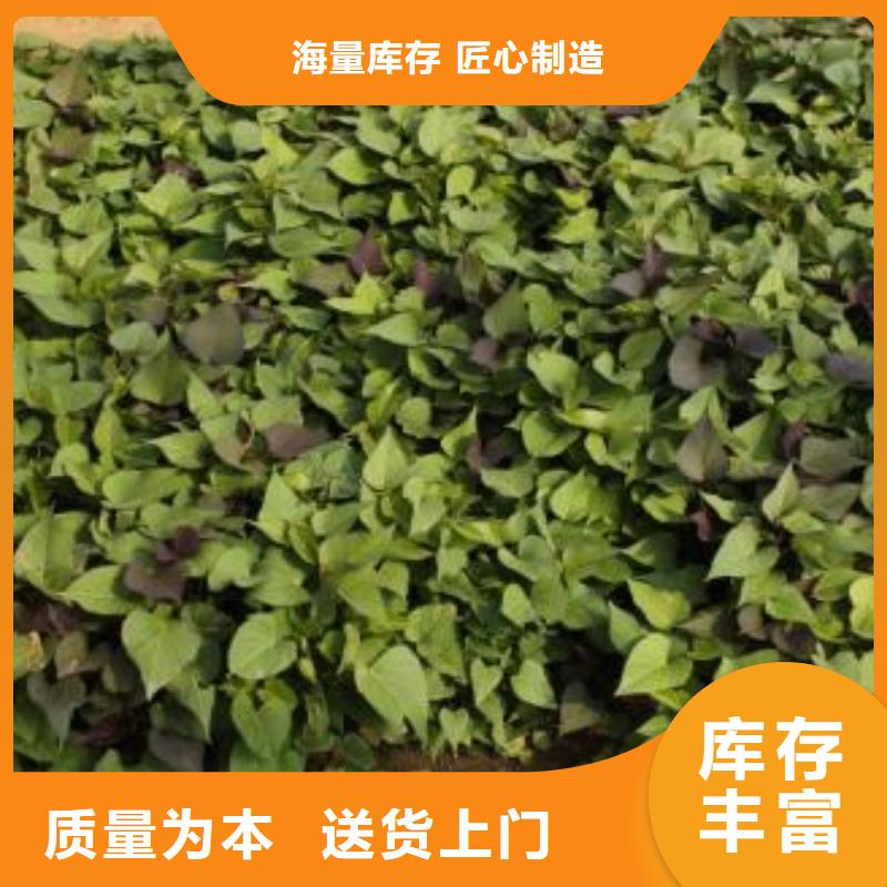 【 紫薯苗 南瓜粉厂家实力大】-乐农食品(巢湖市分公司)
