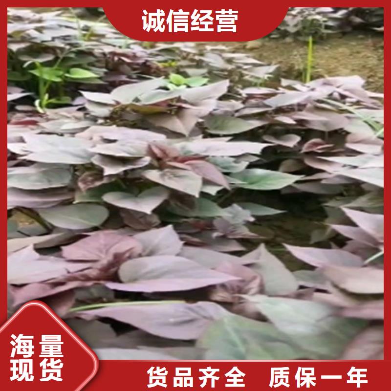 高产脱毒紫薯苗（凌紫品种）种植技术培训