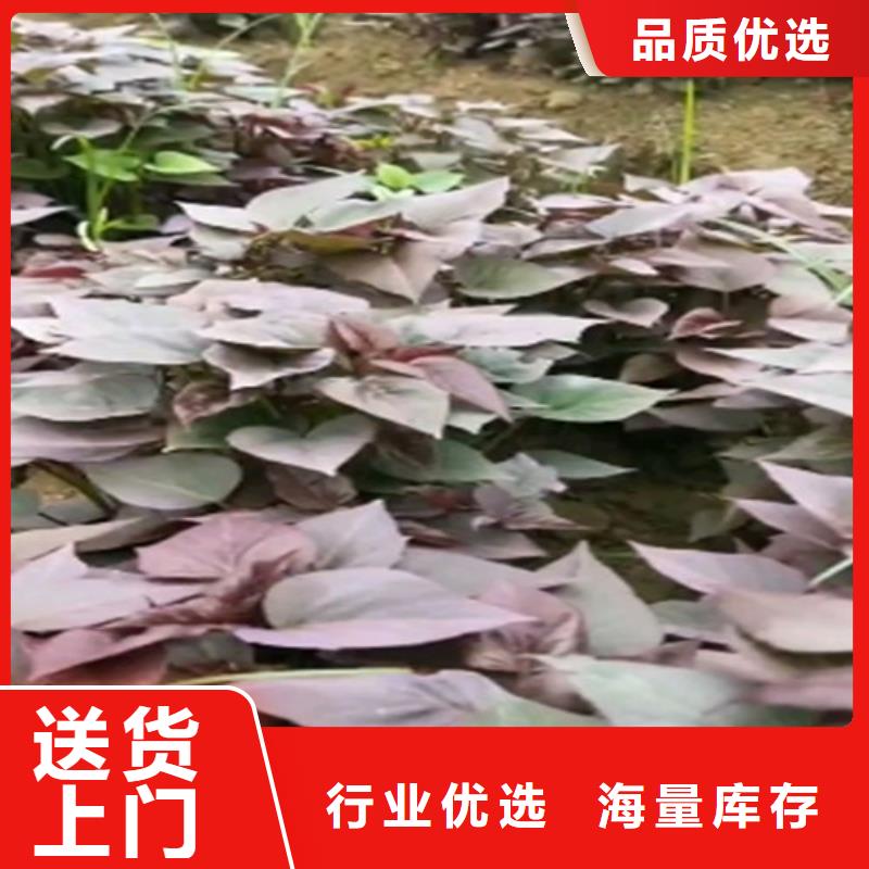 麦茬苗普薯32号(红薯苗)生产厂家