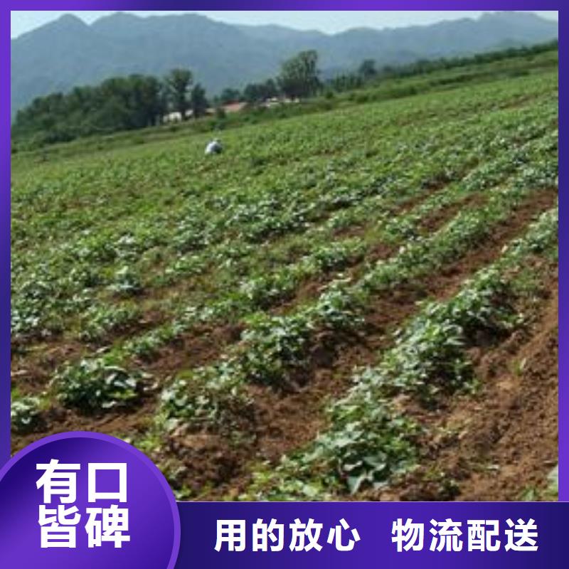 胡萝卜粉视频-呼伦贝尔|乌海|包头|呼和浩特|通辽胡萝卜粉质优价廉-乐农食品(鄂尔多斯市分公司)