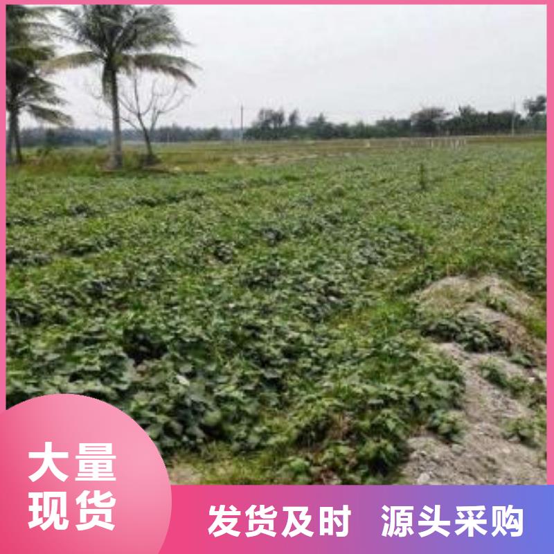 高产红薯苗（预售中）图片