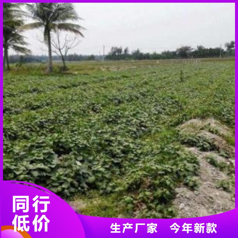 高产脱毒紫薯苗（凌紫品种）面向全国销售
