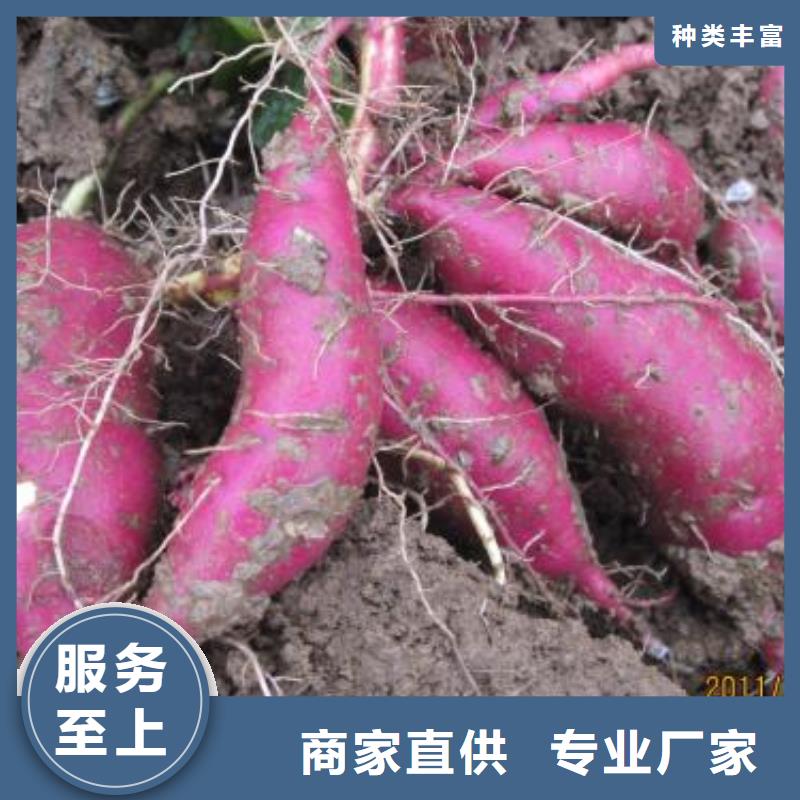 麦茬苗普薯32号（红薯苗）生产厂家
