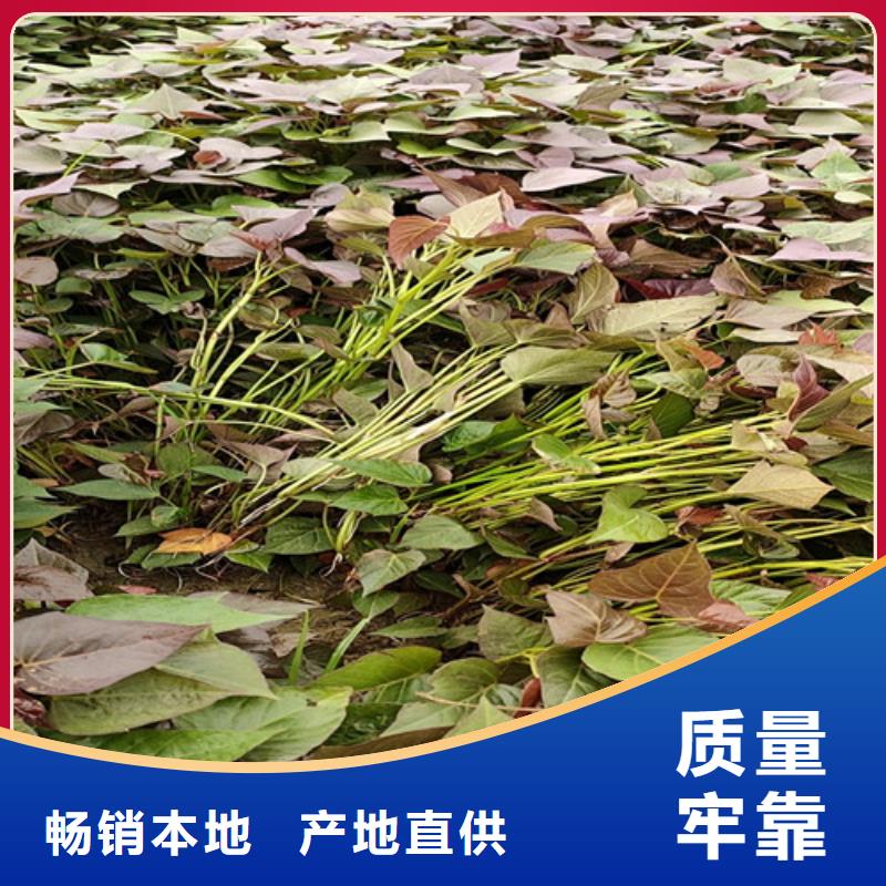 胡萝卜粉视频-呼伦贝尔|乌海|包头|呼和浩特|通辽胡萝卜粉质优价廉-乐农食品(鄂尔多斯市分公司)